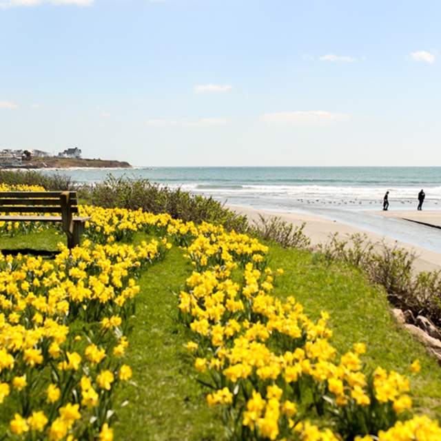 Coastal view with daffodils and ocean.