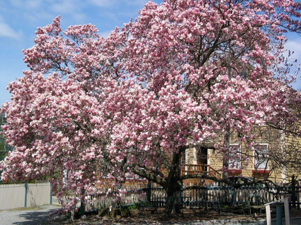 Tree with pink blossoms near wooden fence.